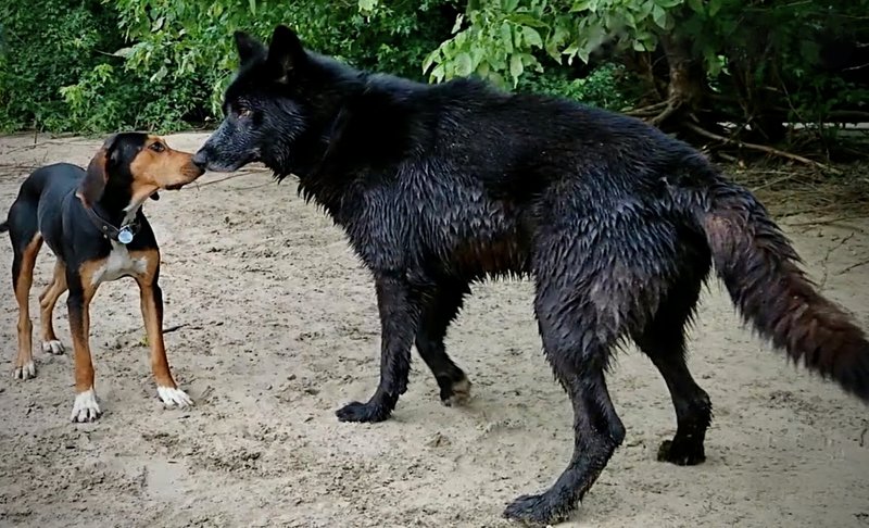 Blue Bay Shepherd vs Coonhound.jpeg