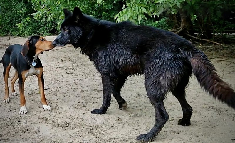 Blue store wolf dog