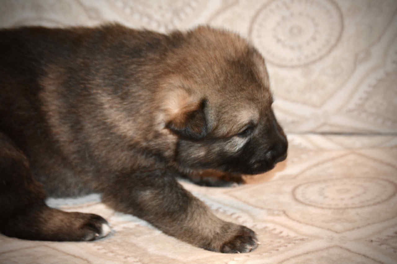 Boober 2.5 weeks 2.jpg