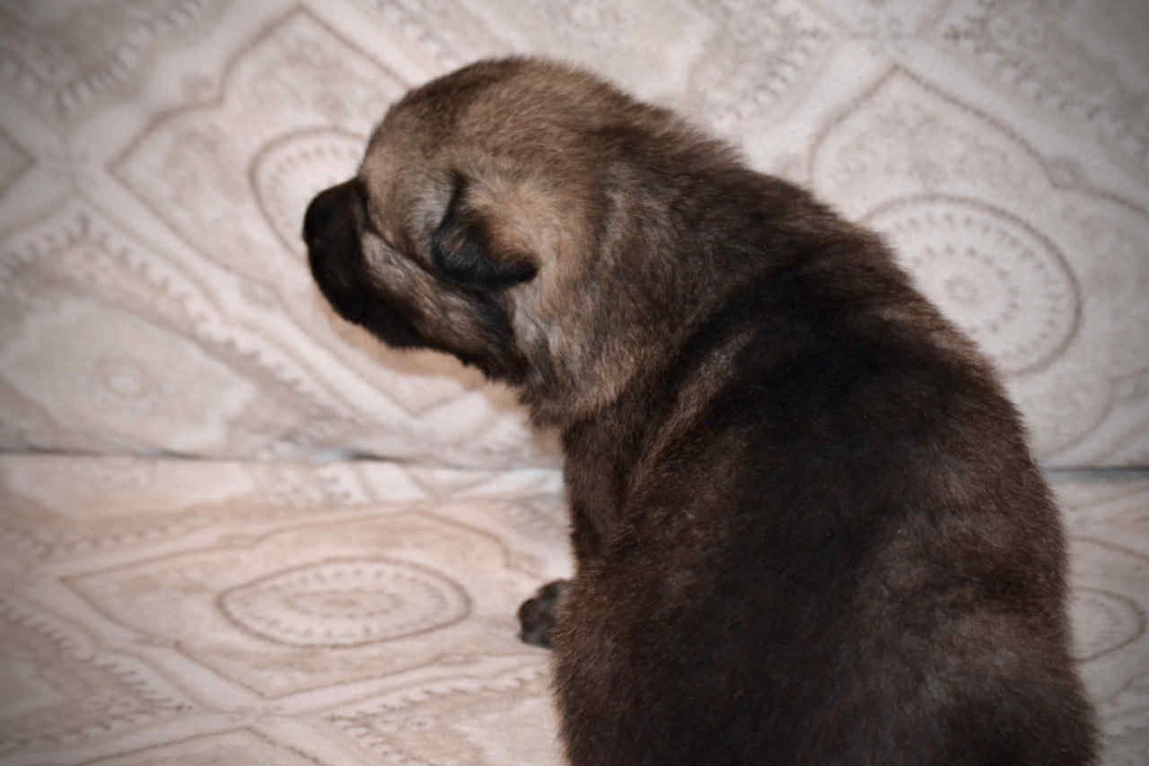 Boober 2.5 weeks 4.jpg