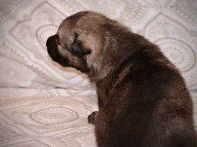 Boober 2.5 weeks 7.jpg