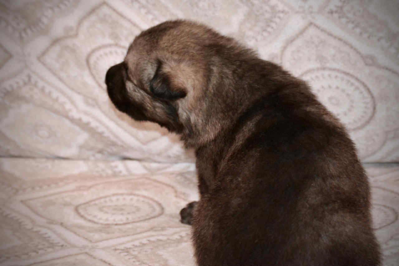 Boober 2.5 weeks 7.jpg