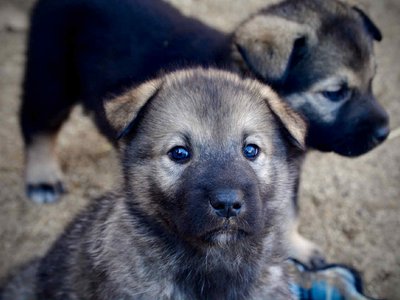 Boober and Junior at 4 weeks.jpg
