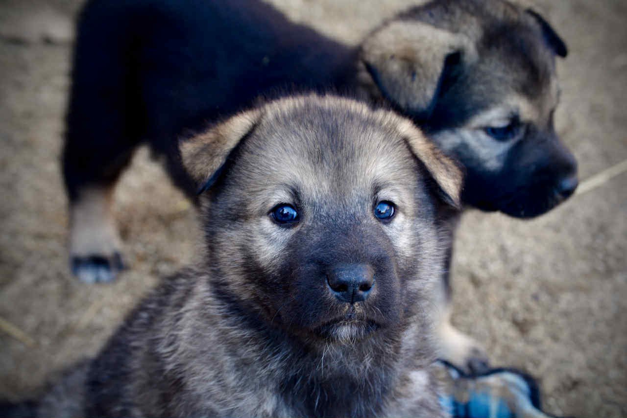 Boober and Junior at 4 weeks.jpg