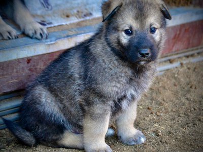 Boober at 4 weeks sitting.jpg