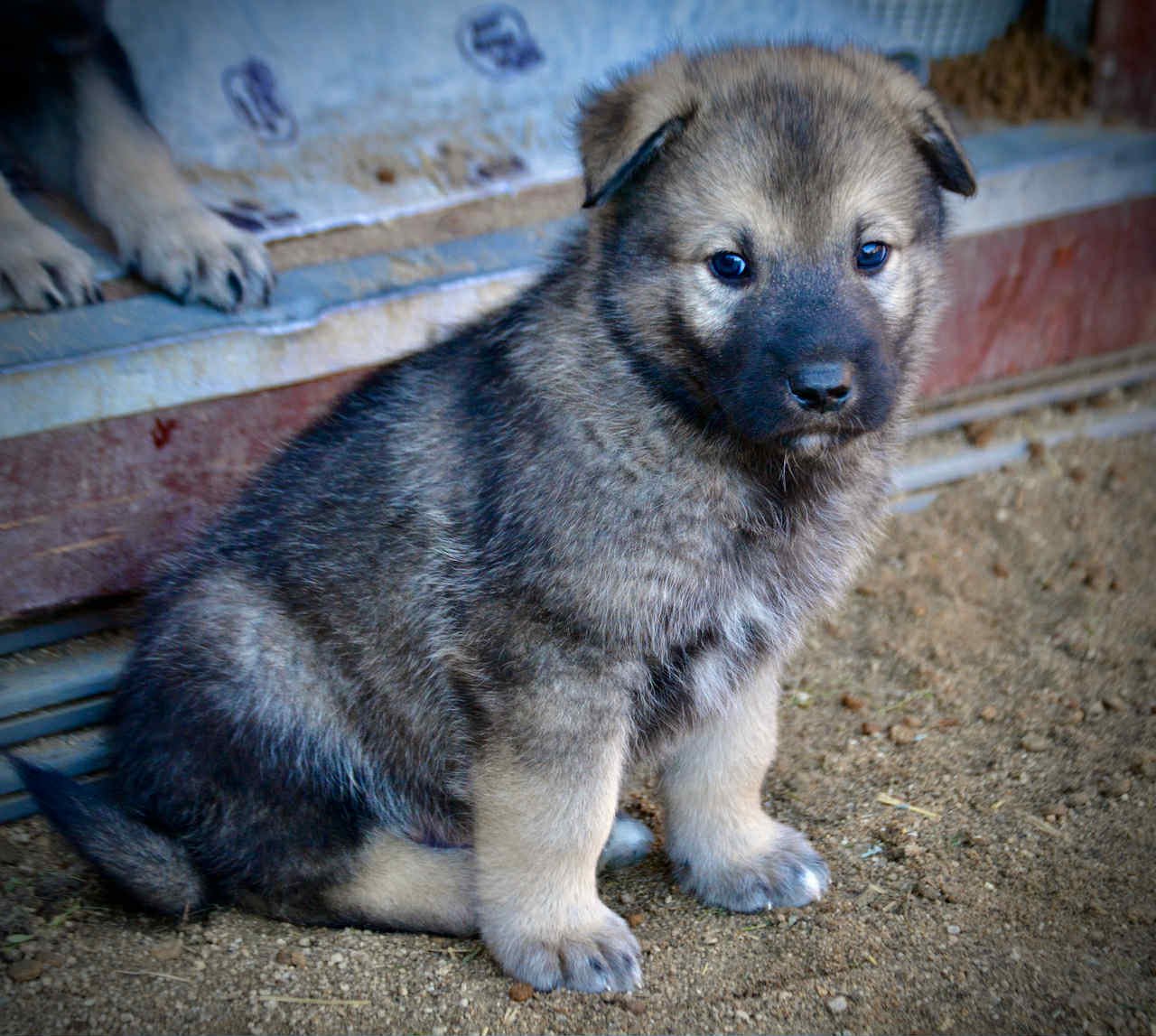 Boober at 4 weeks sitting.jpg