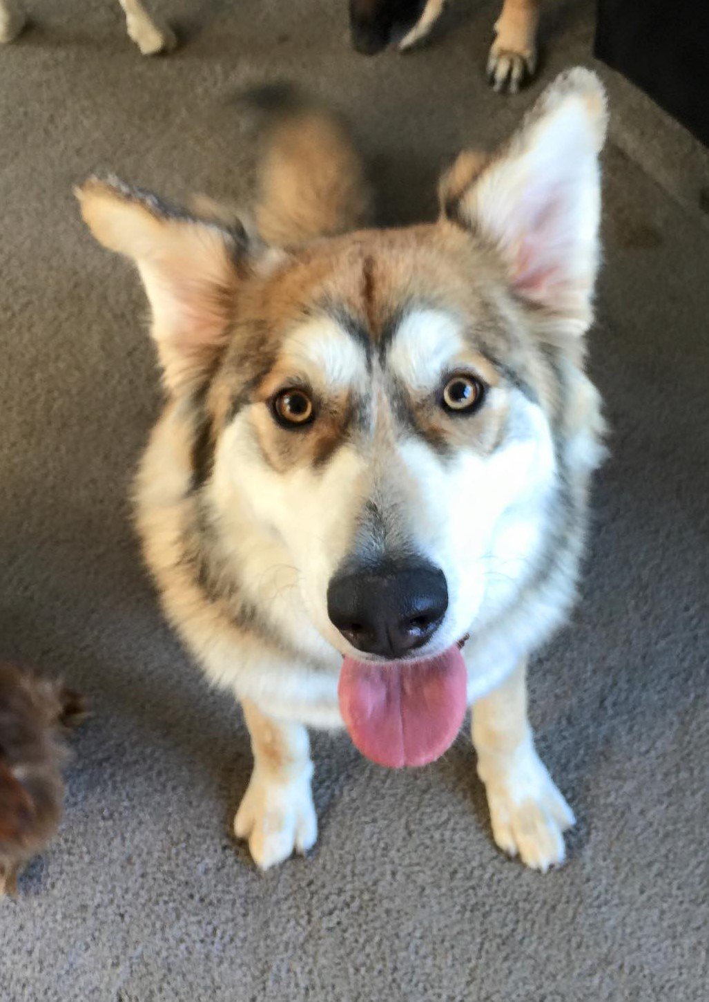 Broom Hilda (renamed Luna)sitting.jpg