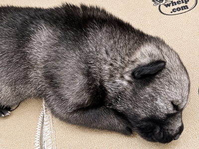 Wadlow - 2 weeks old (1)