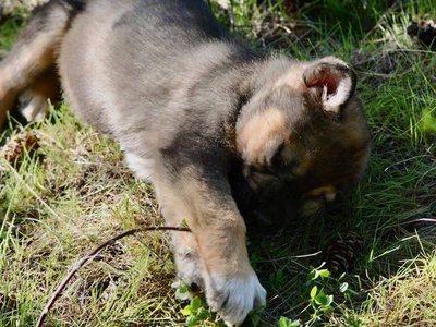 Calamity Jane @ 6 Weeks Old.jpg