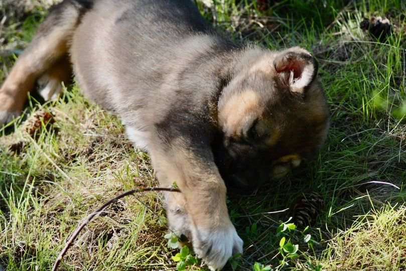 Calamity Jane @ 6 Weeks Old.jpg