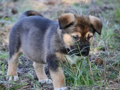 Calamity Jane @ 6 Weeks Old 3.jpg