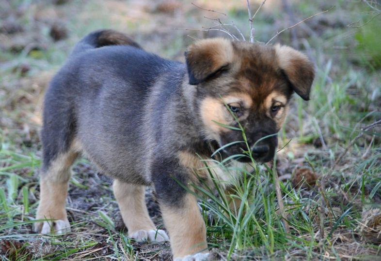 Calamity Jane @ 6 Weeks Old 3.jpg