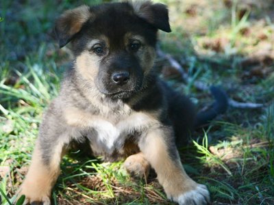 Calamity Jane @ 6 Weeks Old 4.jpg