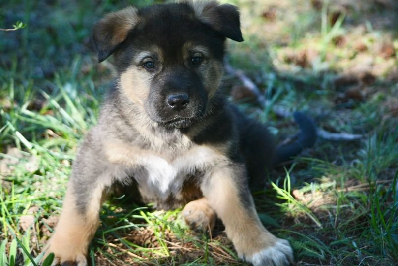 Calamity Jane @ 6 Weeks Old 4.jpg