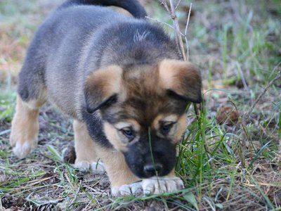 Calamity Jane @ 6 Weeks Old 5.jpg