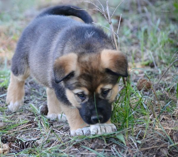 Calamity Jane @ 6 Weeks Old 5.jpg