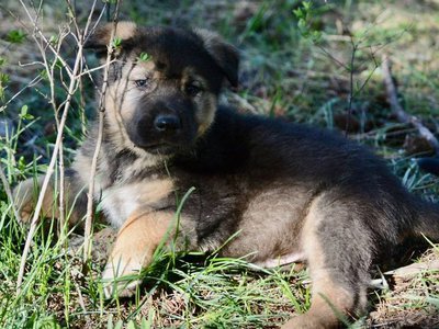 Calamity Jane at 6 weeks.jpg