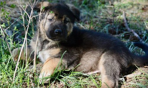 Calamity Jane at 6 weeks.jpg