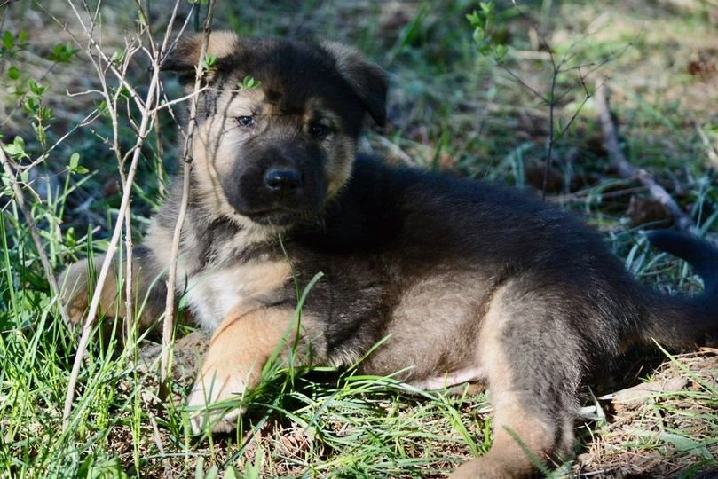 Calamity Jane at 6 weeks.jpg