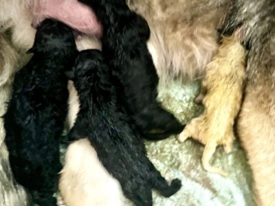 Candy Crush - newborns