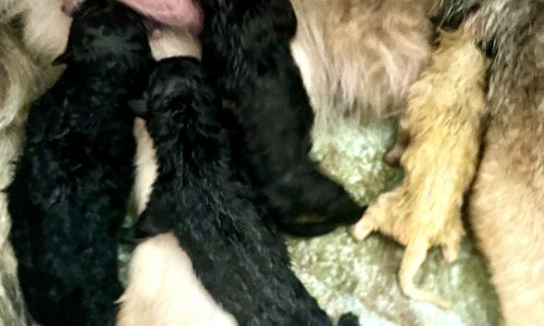 Candy Crush - newborns