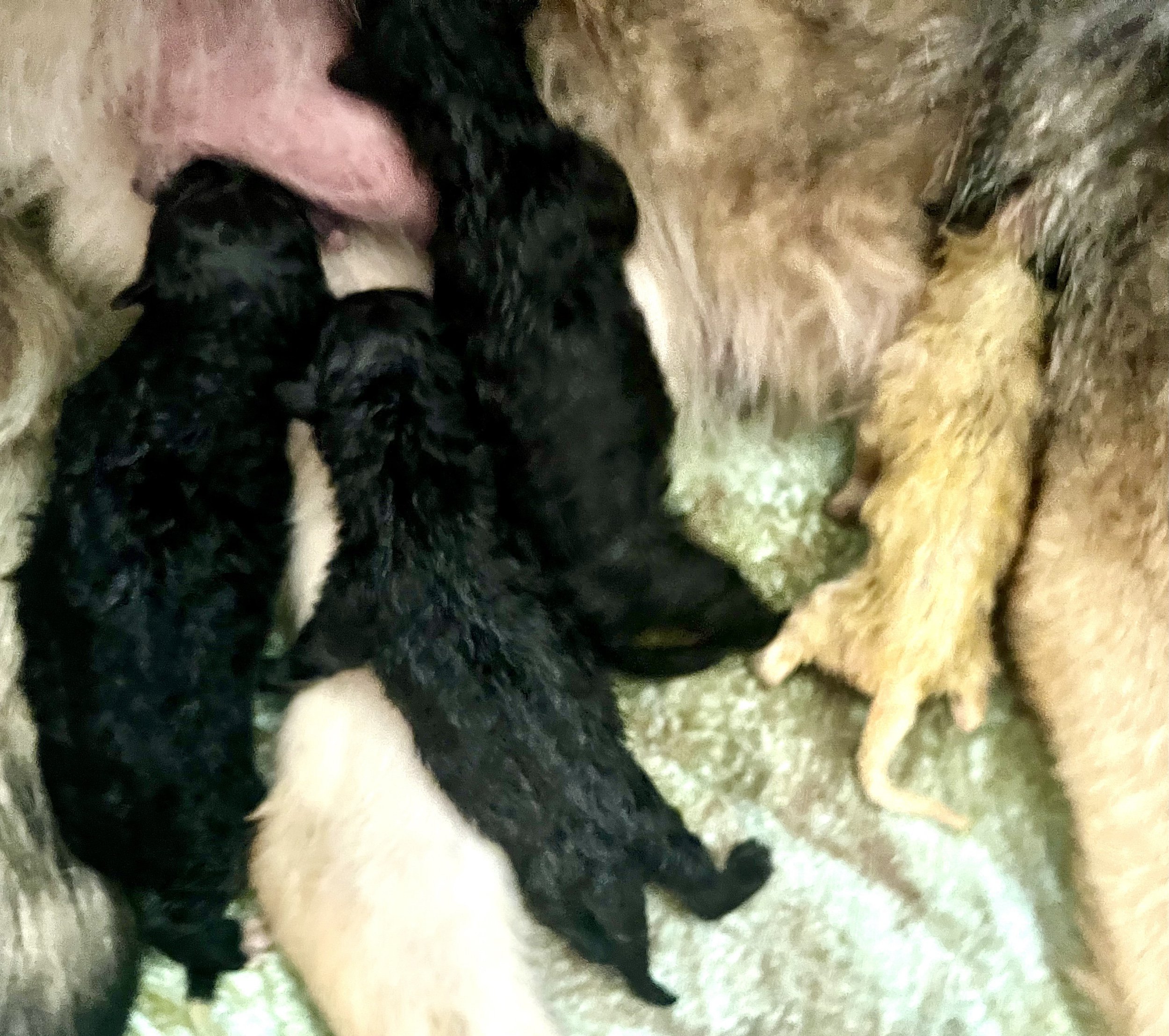 Candy Crush - newborns