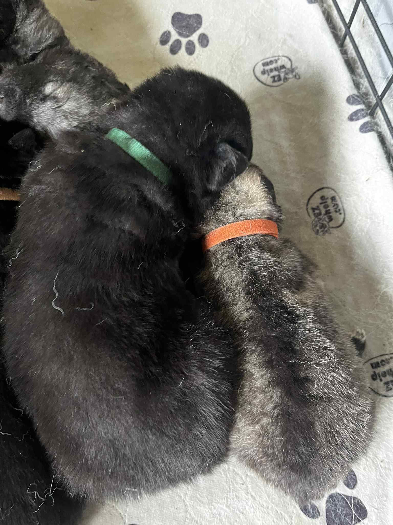 Chachi and spike 2 weeks old.jpg