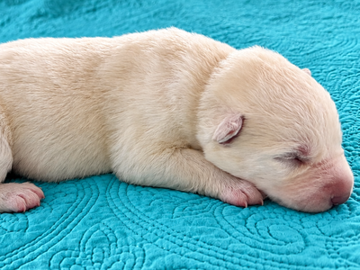Aura - 1 week old - 1