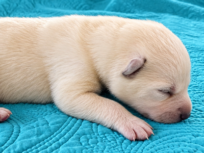 Nova - 1 week old - 1