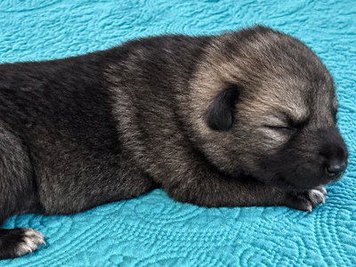Ripley's - Relic - 1 week old - 1
