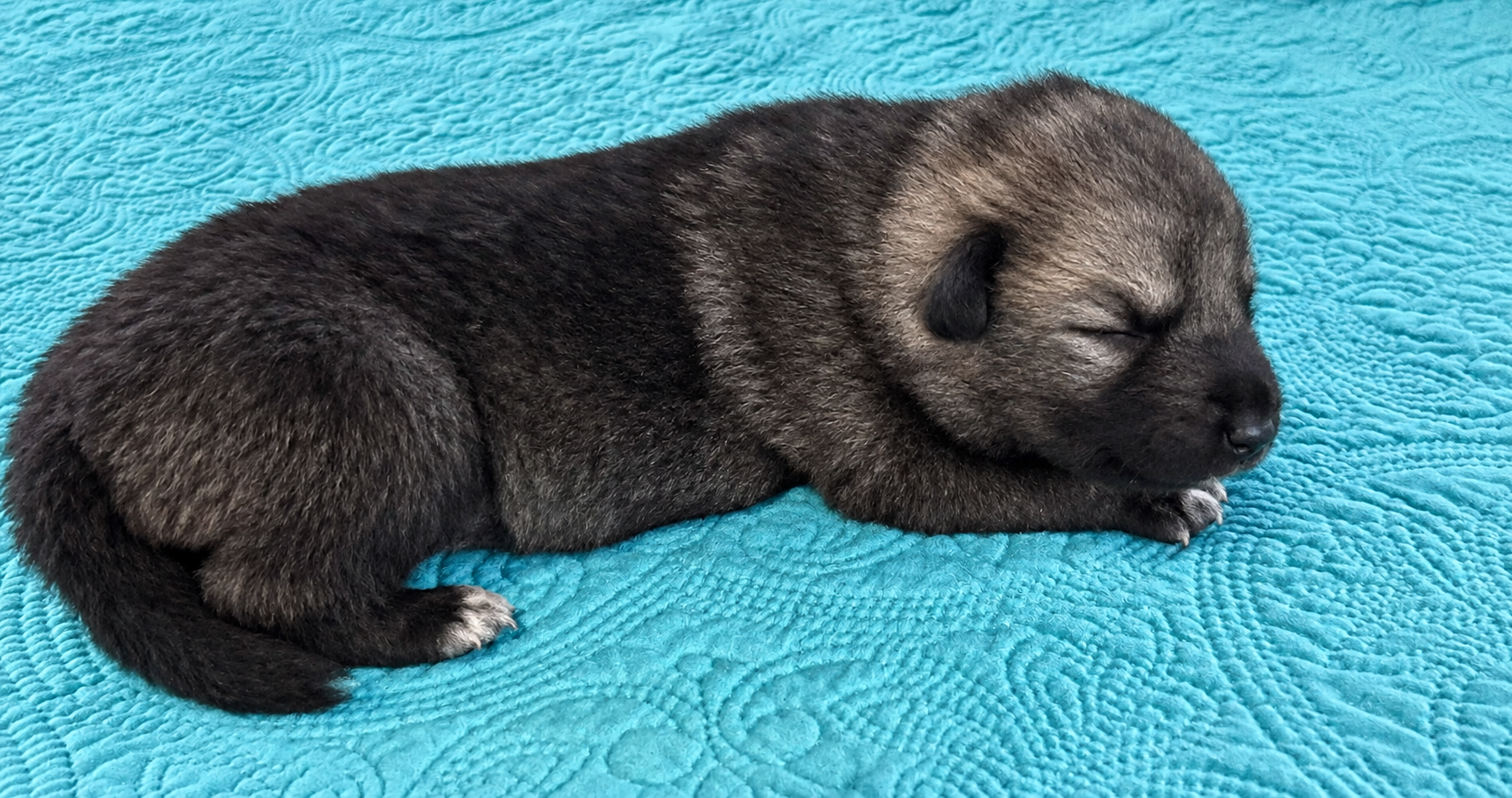 Ripley's - Relic - 1 week old - 1
