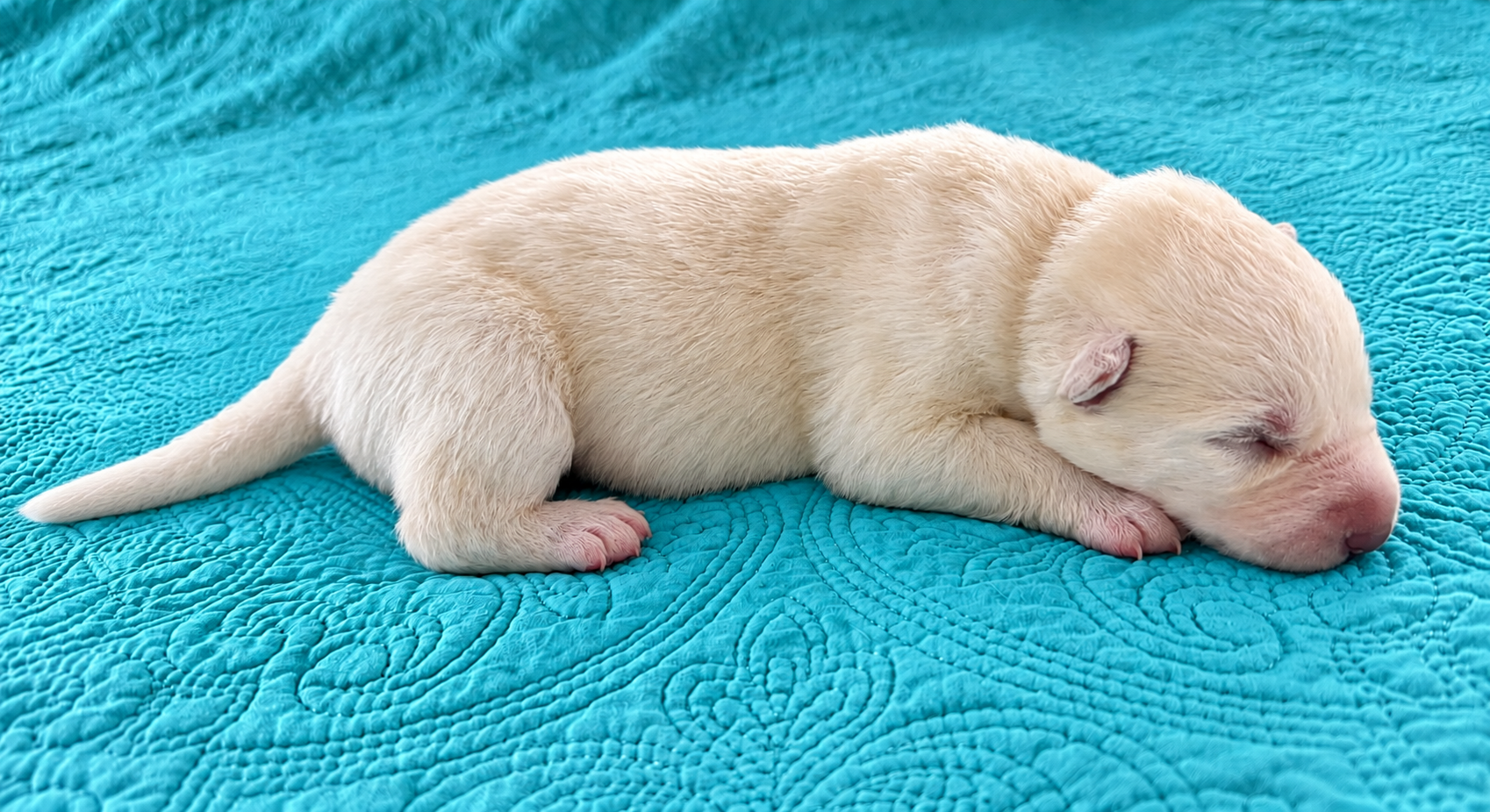 Aura - 1 week old - 1