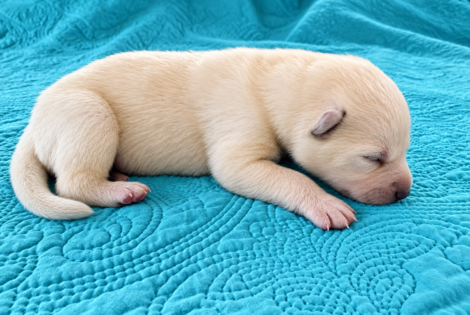 Nova - 1 week old - 1
