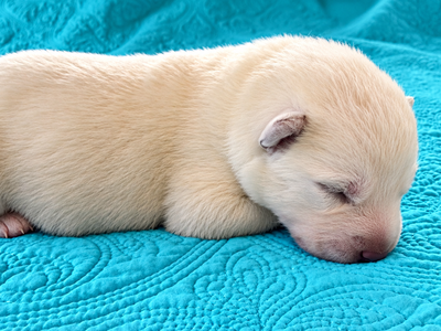 Lyra - 1 week old - 1
