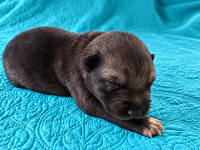 Curio - 1 week old - 1