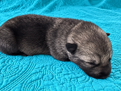 Wadlow - 1 week old - 1