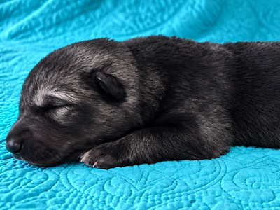 Mystery - 1 week old - 1