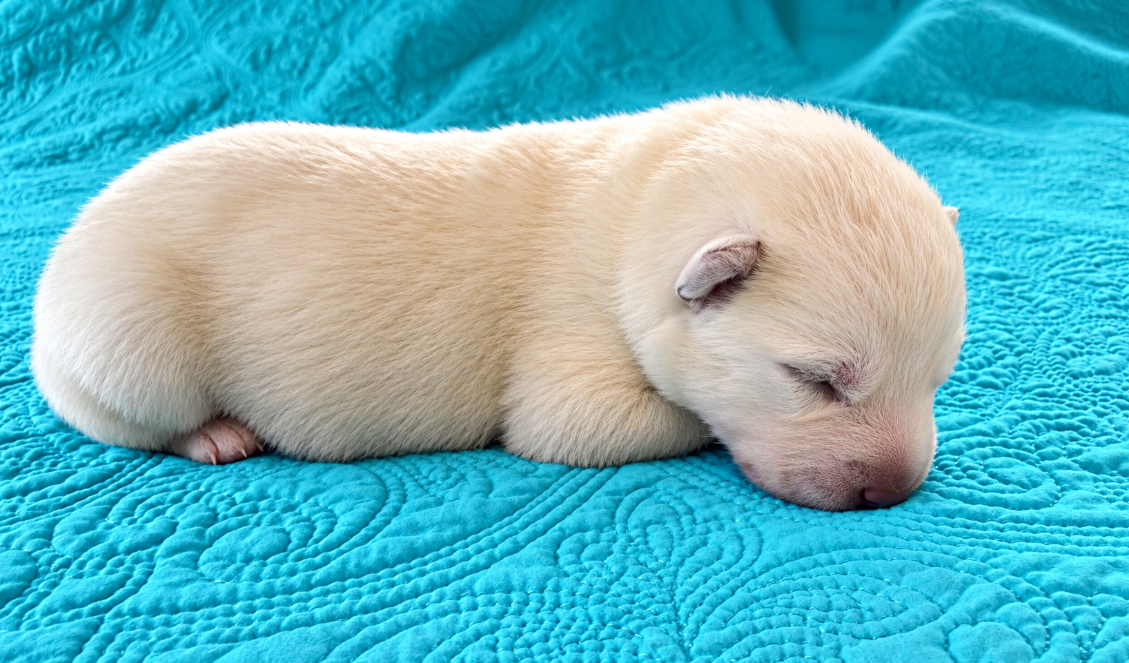 Lyra - 1 week old - 1