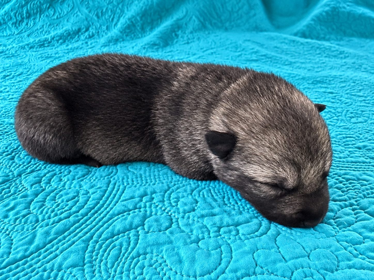Wadlow - 1 week old - 1