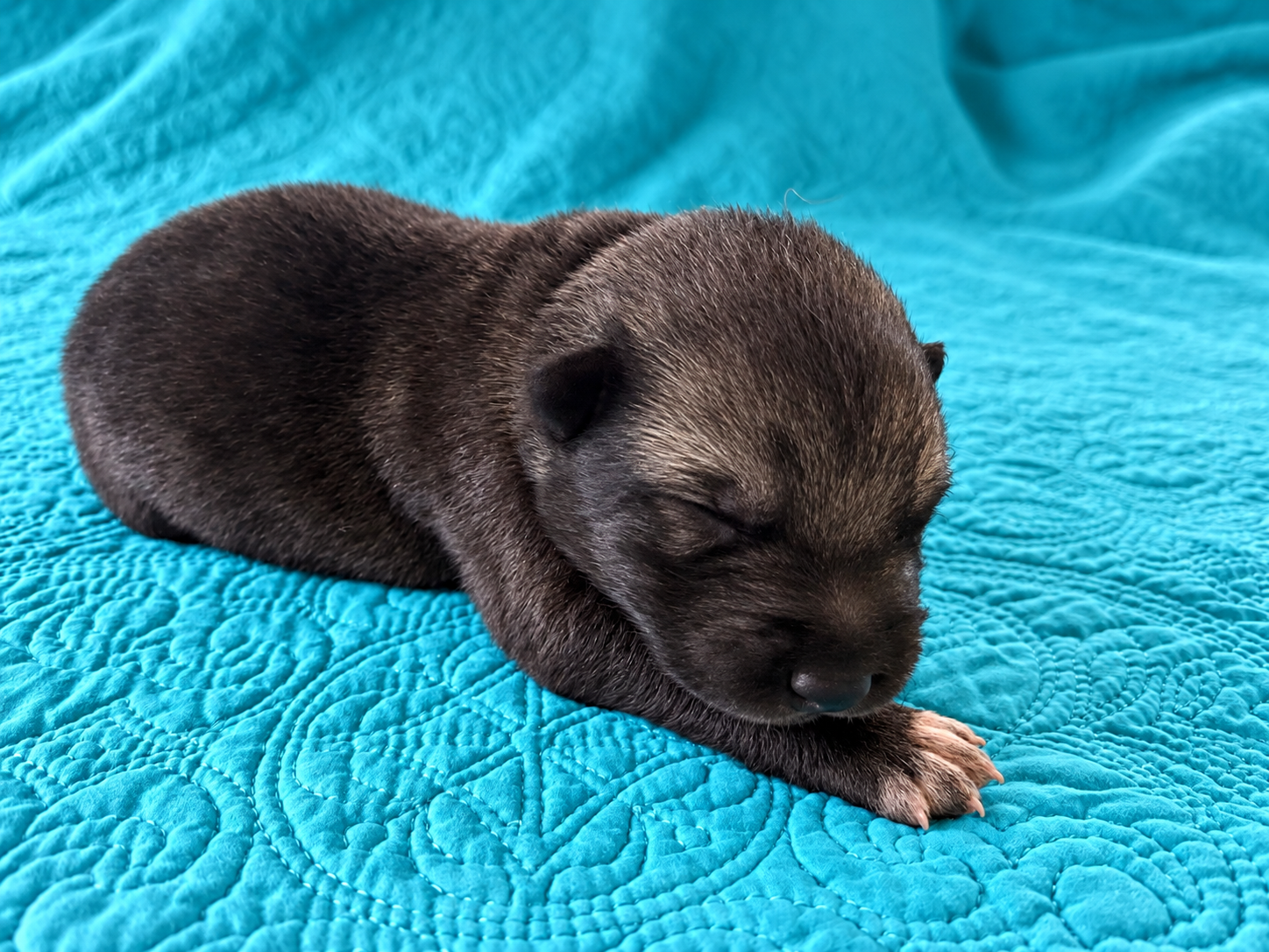 Curio - 1 week old - 1