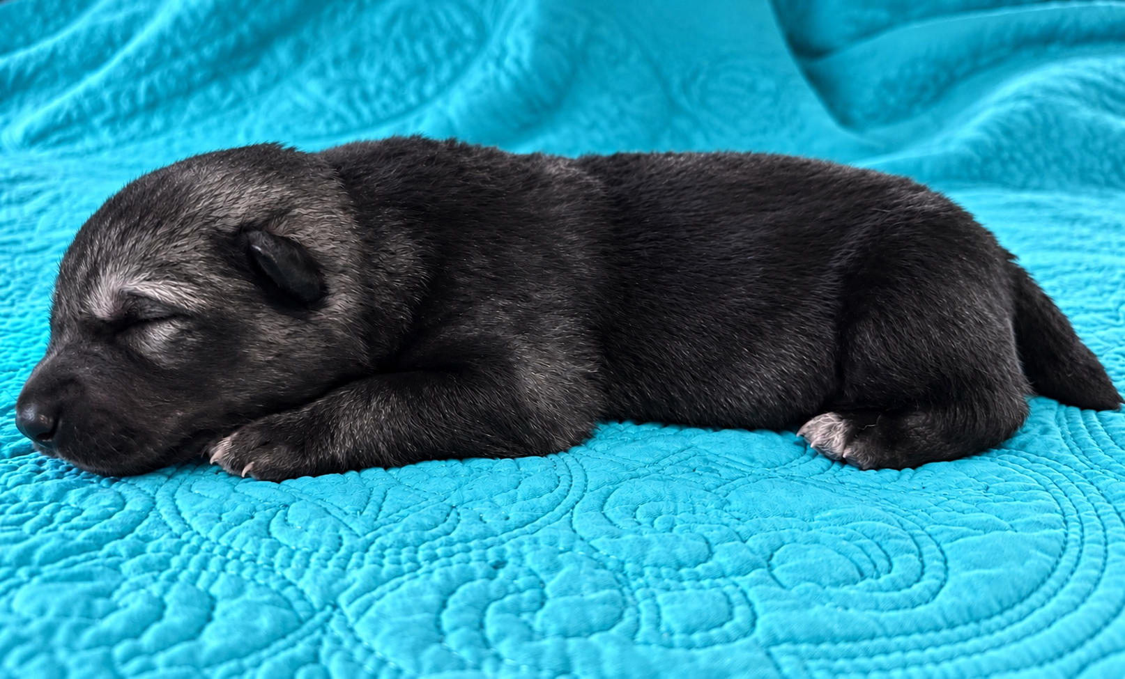 Mystery - 1 week old - 1