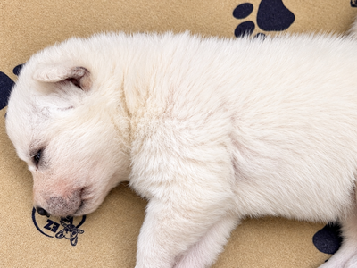 Ripley's - 2.5 weeks old - Nova1