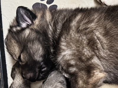Ripley's - 2.5 weeks old - Wadlow1