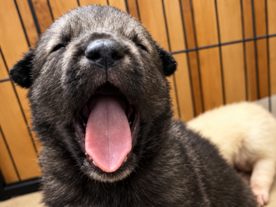 RIpley's - 3 weeks old - Curio1