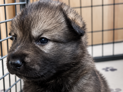 Ripley's - 3 weeks old - Mystery1
