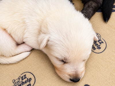 Ripley's - 2.5 weeks old - Aura