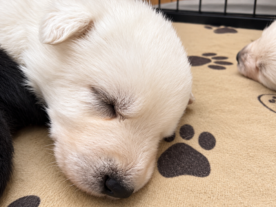 Ripley's - 2.5 weeks old - Lyra1