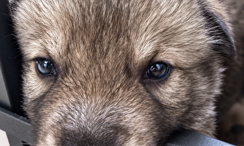 Ripley's - 3 weeks old - Relic 1
