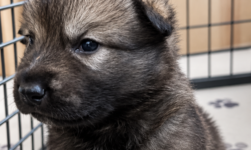 Ripley's - 3 weeks old - Mystery1
