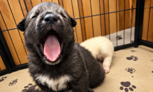 RIpley's - 3 weeks old - Curio1